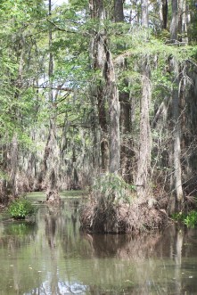 Cyprus trees @ the creek bridge