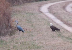 Bald Eagle checking out our blue heron decoy in the backyard ~