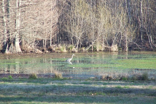 Heron checking out the local menu 3-13