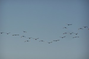 Swans flying over 2-13