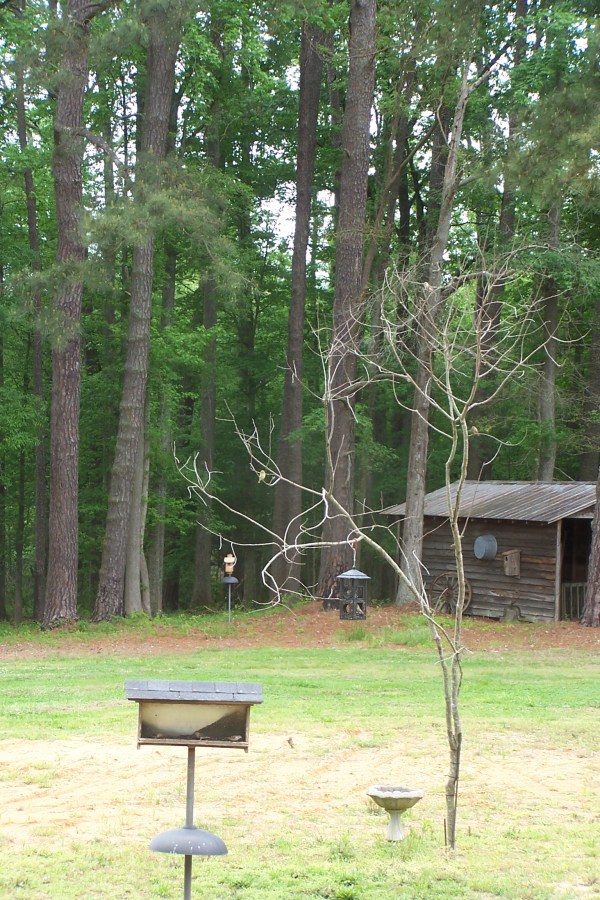 Backyard feeding station