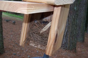 Our 1st baby bluebirds ~