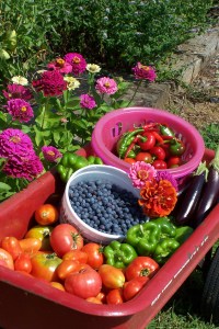 My homegrown tomatoes and veggies