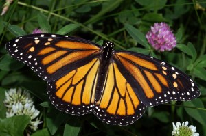A beautiful Monarch